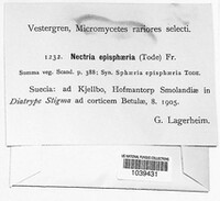 Dialonectria episphaeria image